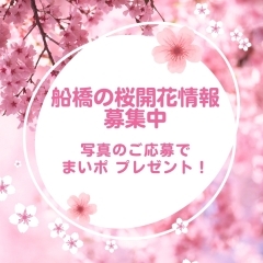 1000まいぷれポイントゲット！？　船橋の桜開花情報を教えてください！