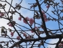 河津桜開花🌸