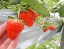 3月のいちごは甘味たっぷり！紅い雫のいちご狩り🍓なら東温ゆめいちごへ！40分食べ放題！