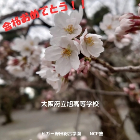 「桜の知らせが届きました！【福島区吉野／塾】」