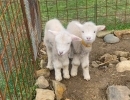 羊やウサギはもちろん、ポニーの乗馬体験も！　舞鶴市にある農業公園、ふるるファームで動物たちとふれあおう！