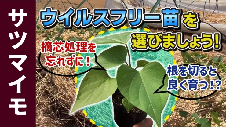 「【土壌再生!】昨年の苗床をリサイクルで使い・サツマイモの準備を手掛けました　たねのハシモトミヤ」