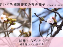 【まいぷれ🌸さくら通信🌸vol.1】編集部前の桜の様子