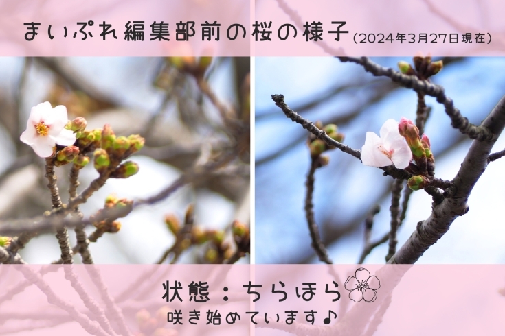 「【まいぷれ🌸さくら通信🌸vol.1】編集部前の桜の様子」