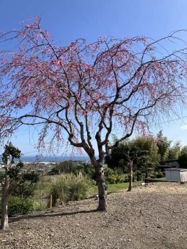 枝垂れ桜「合同慰霊祭」