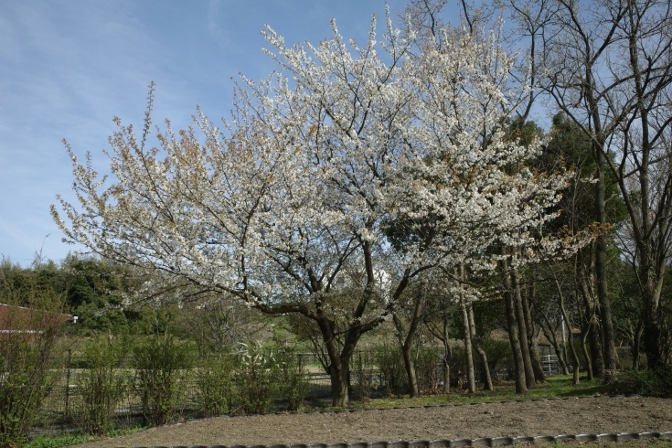 桜「しまね花の郷」