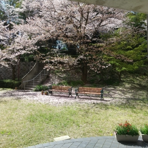 「さぁ、花見だ♪　 高住センターから、屋内で花見のできる老人ホーム見学情報です。」