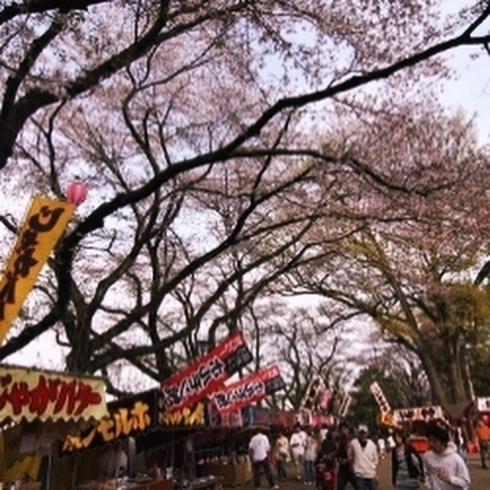 「いよいよ、富士森公園の桜花見。八王子ふじもり桜花整骨院」