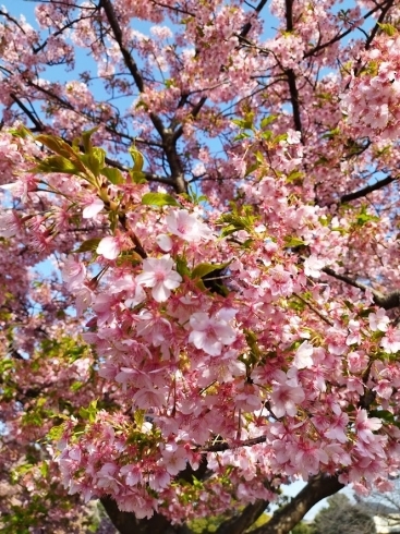 桜「新年度スタート」