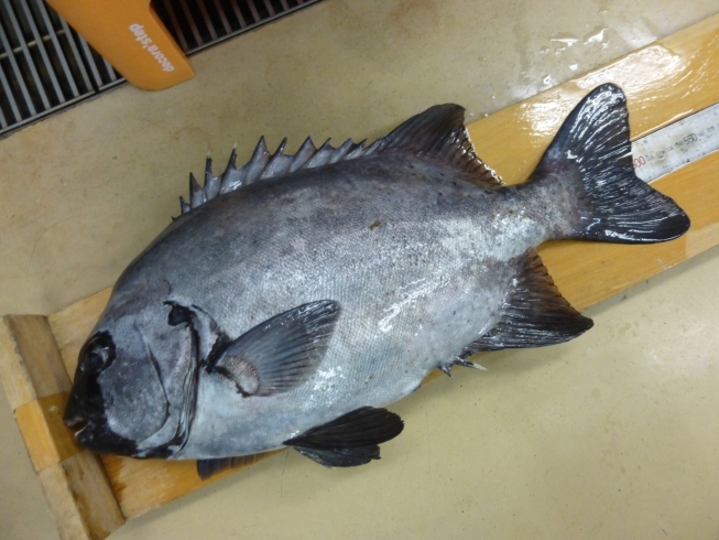 内海地磯から石鯛５３センチ／３．０キロ「先週までの釣り情報です！【宮崎市】【日南市】【釣り】【釣り情報】」