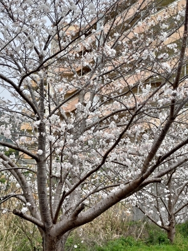 駐車場の桜はほぼ満開「４月になりました」