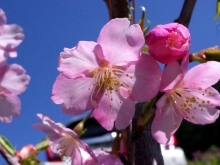 河津桜の苗に花が咲きました。