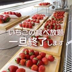 大好評🍓いちごの食べ放題は好評につき一旦終了とさせて頂きます。