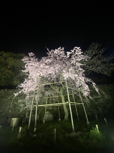 宙と和歌山城の桜「今貴方に必要なメッセージ」