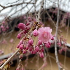 桜情報🌸