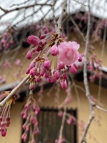 枝垂れ桜も咲きはじめました。「桜情報🌸」