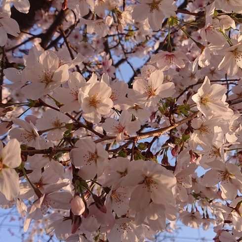 桜「4/3(水)春の雨。」