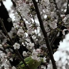 桜🌸が開花したのに！今日は雨☔️