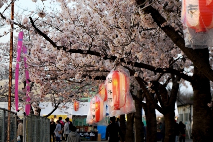 写真はイメージです「4/6（土）『夜桜たいないミニマルシェ』開催！【胎内市】」