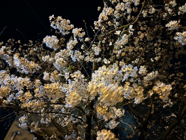 「会社の近所の桜が満開でした♪」