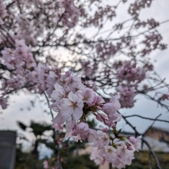 桜🌸  避難訓練  今日も楽しく 就労 B型 農業 えがお 四国中央