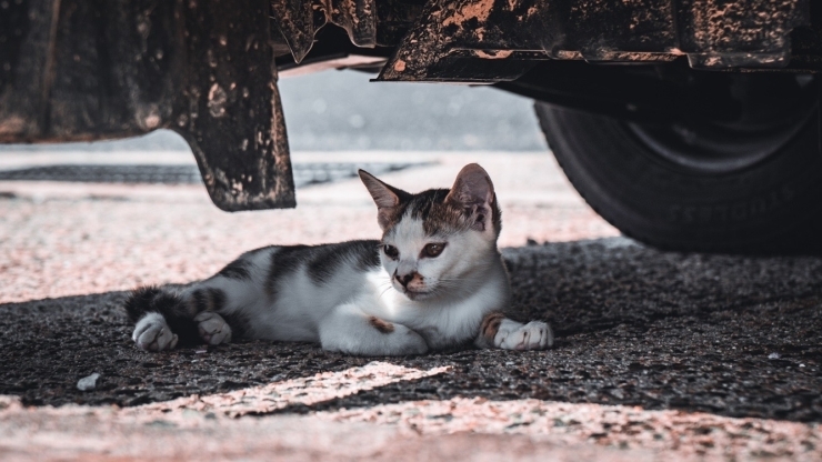 漁港の子猫「【島根県浮気調査】GPSを使用しない浮気調査での車の尾行」