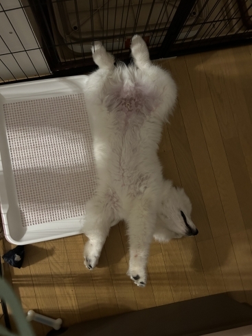 こんな感じで寝てますﾓﾌ(っ・ω・ｃ)ﾓﾌ「サモエド雅空 生後3ヶ月で11kg【札幌 北区 上篠路 catbeard キャトビヤード⠀】」