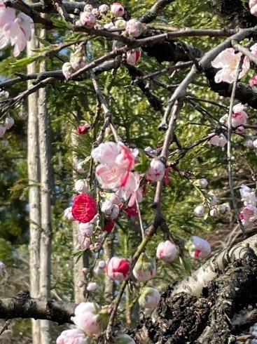 霊山寺の桃の花「いよいよ新学期です🌸」