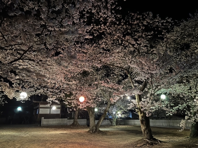 2024年4月5日【西条市】実報寺（じっぽうじ）「【2024年】桜の開花状況をお知らせしています！　ぜひご覧ください！」