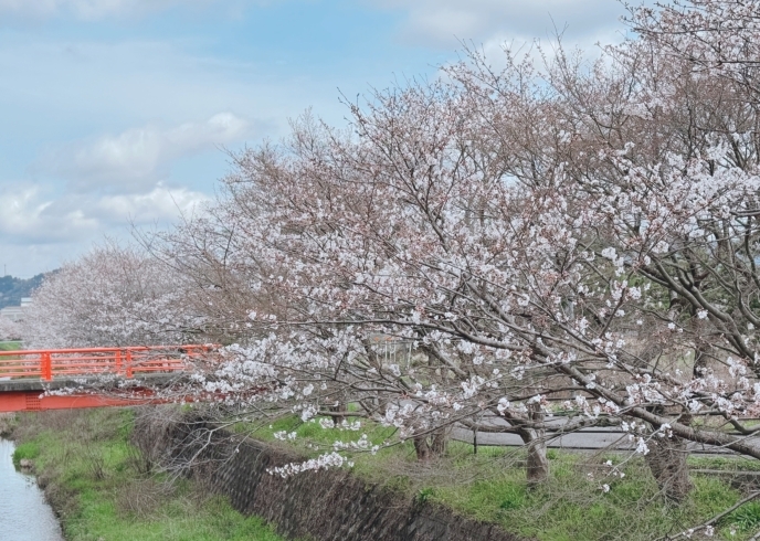 葉山川沿い桜並木「栗東市　桜」