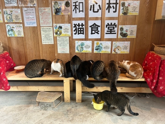 和心村の可愛い猫たち「【お知らせ】和心村の猫についてよくあるご質問をまとめました」