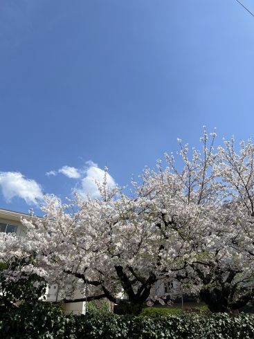 桜「路地先の桜  京都でホームページ制作　」