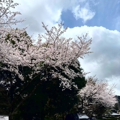 桜満開ですね～🌸　【桜　右京区】