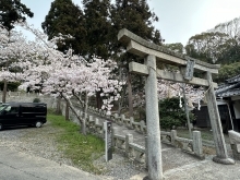 桜が満開です