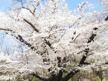 新学期スタート【府中市美好町・分倍河原　個別指導塾 atama+導入　小学生中学生高校生対応】