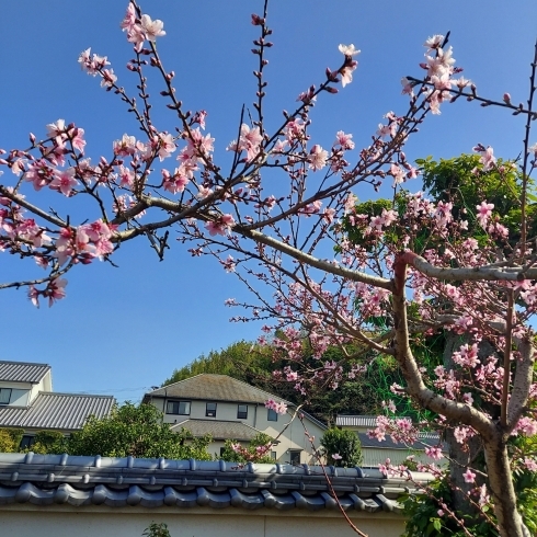 うちの家に咲いた桃の花です「今日から新学年、そろそろ入学式【塾、大在、個別指導、小学生、中学生、高校生】」