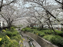 今年も満開🌸