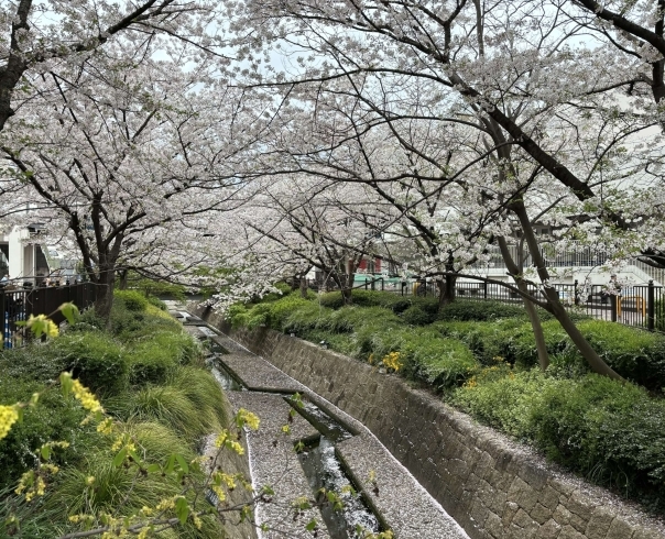 つかしんの桜「今年も満開🌸」