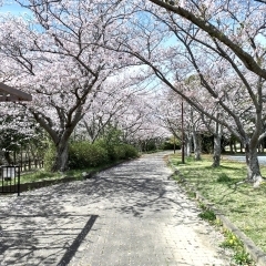 【現場レポート】行方市｜桜が満開です！