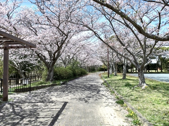 画像はイメージです。「【現場レポート】行方市｜桜が満開です！」