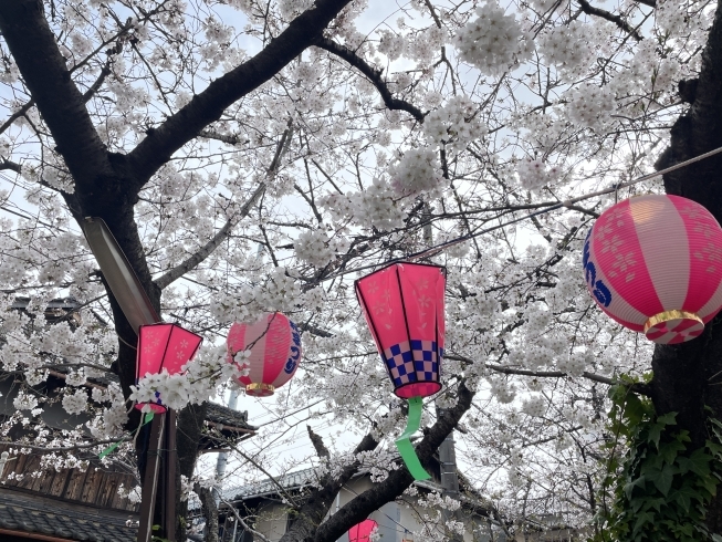 「事務所の近くは桜が満開🌸【竹林メンテナンス】」