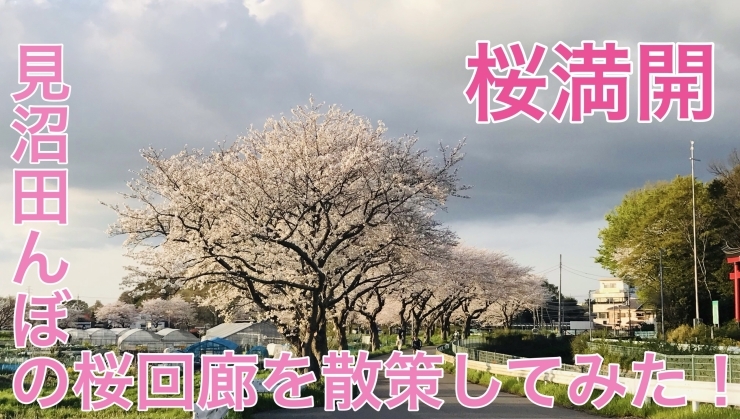 「🌸桜満開🌸　続編」