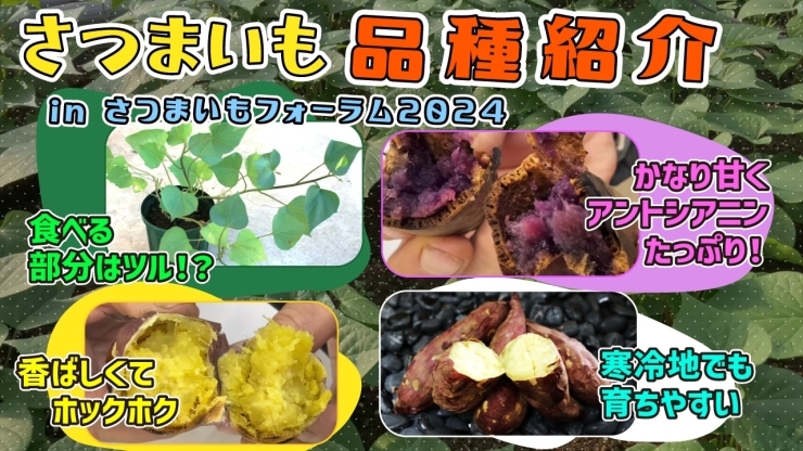 「【お芋(焼き芋)はこれで決まり!】2024年度版　新品種のサツマイモを紹介していきます。　たねのハシモトミヤ」