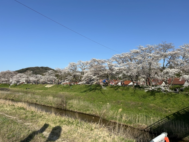 先日撮った桜です♪♪「☆4月の定休日のお知らせ☆」