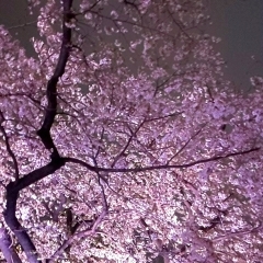 桜の咲く季節🌸新しい靴に