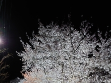 今年の桜🌸