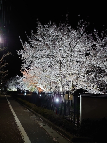 ご褒美の夜桜🌸「今年の桜🌸」