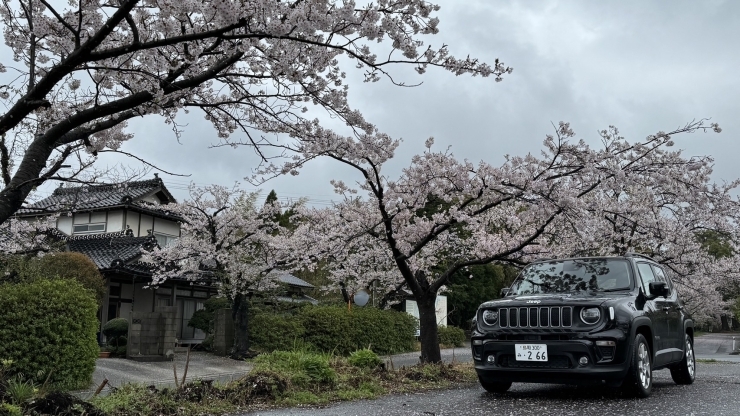 あいにくの曇天でした...でも桜は綺麗✨「お花見レポート＠レネゲード vol.4」