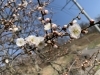 真室川公園の梅の花🌸 | もがみ情報案内センターのニュース
