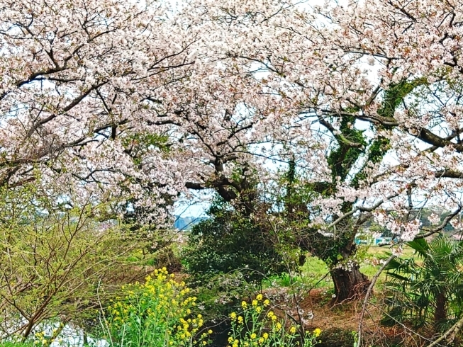 今井の桜はやっぱりキレイです！「しろいのサクラ🌸なう！「パート5」」